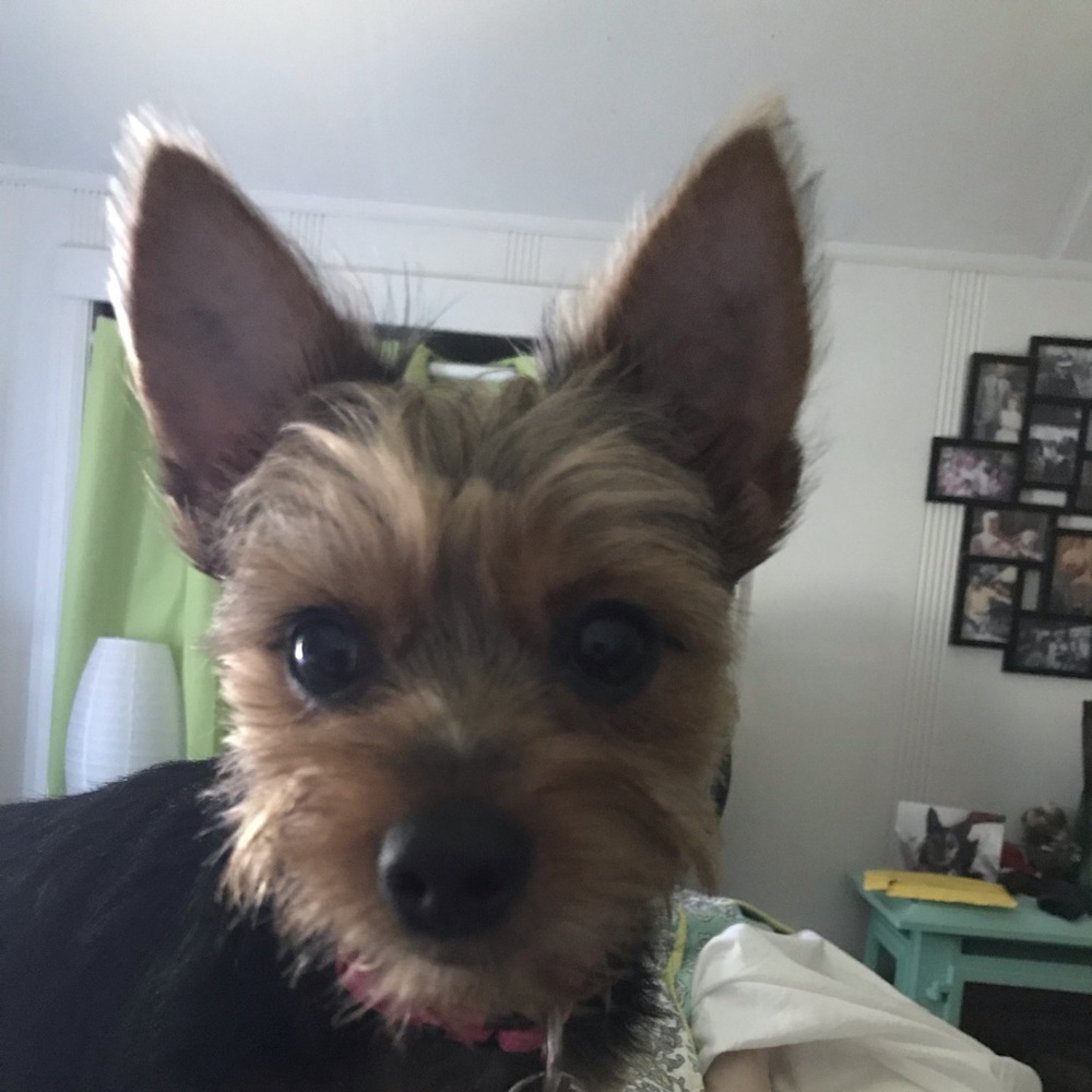 Adorable Morkie - NOT FOR SALE